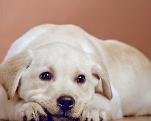 皇家寵物食品“相中”萬古科技 搭建eHR管理平臺